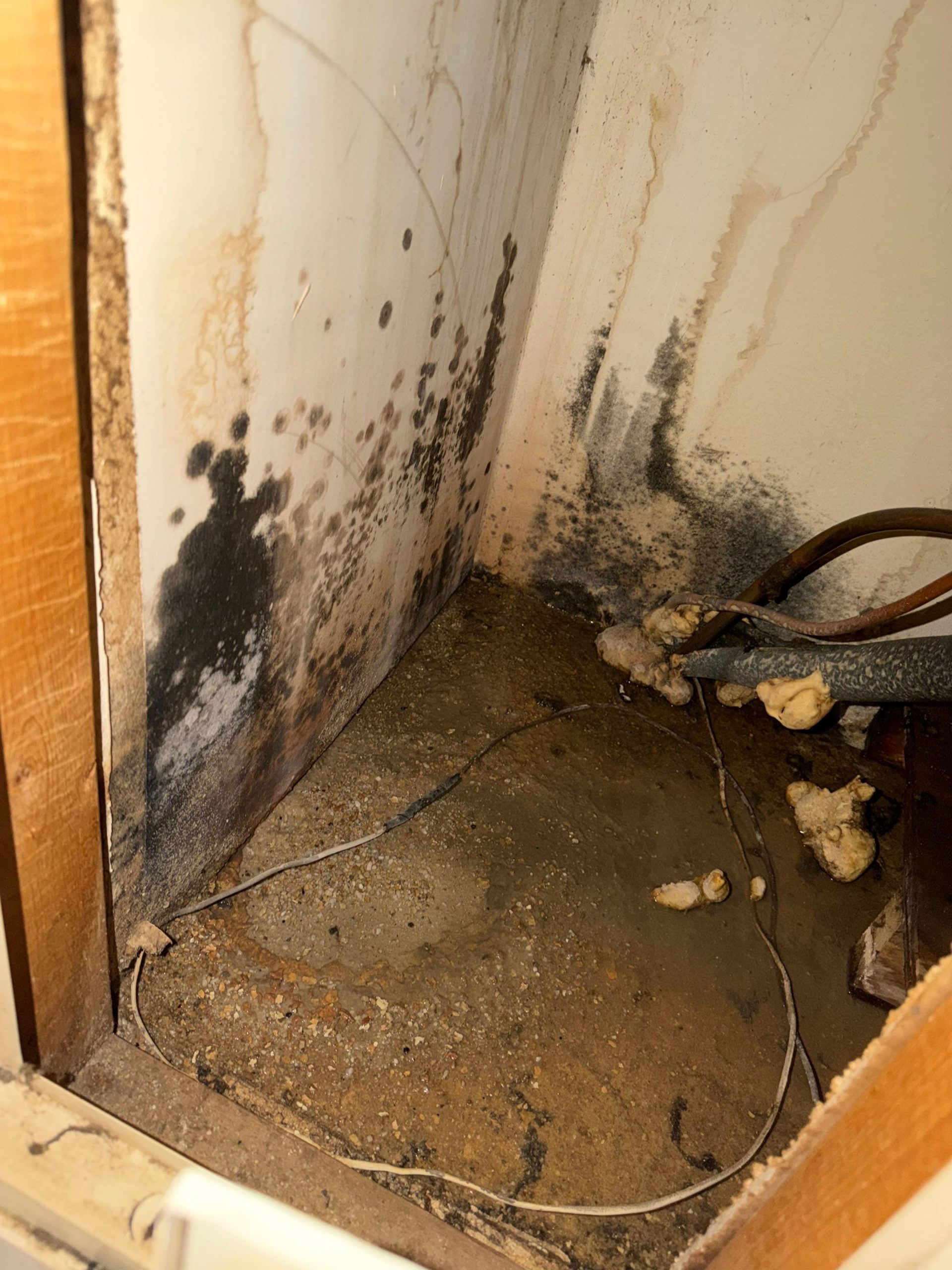 Mold-covered walls and wet floor showing moisture damage