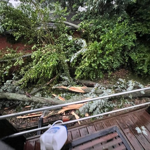 Fallen tree damaging a residential fence after a severe storm