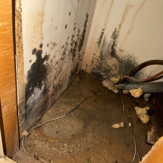 Mold-covered walls and wet floor showing moisture damage